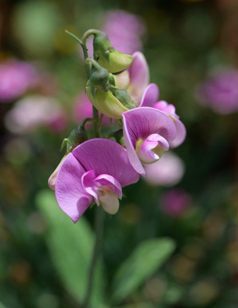 Kunstbloemen kopen - realistische zijden bloemen in verschillende kleuren en stijlen voor decoratie
