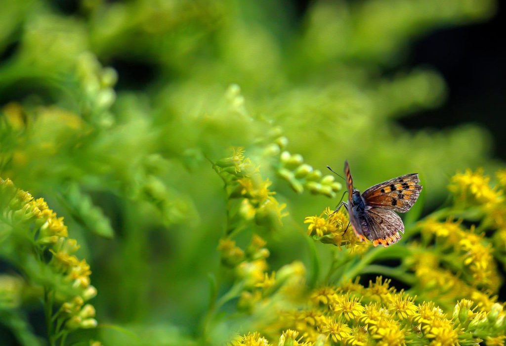 Worteldoek onder bloemen in een tuin; waterdoorlatend tuinmateriaal tegen onkruid en voor betere vochtregeling.